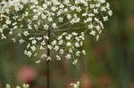 Water cowbane